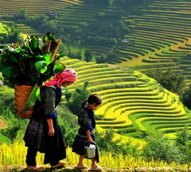 SAPA EASY TREK 2D/3N (TRAIN - HOMESTAY)